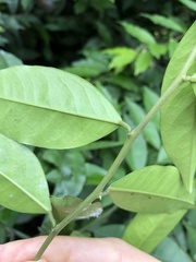 Capparis cantoniensis