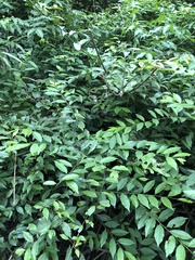 Capparis cantoniensis