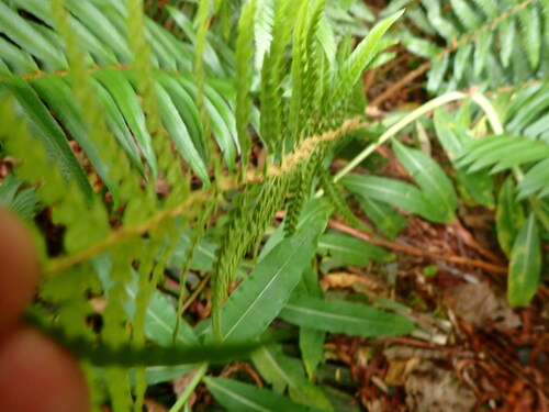 Image of Polystichum andersonii by no rights reserved