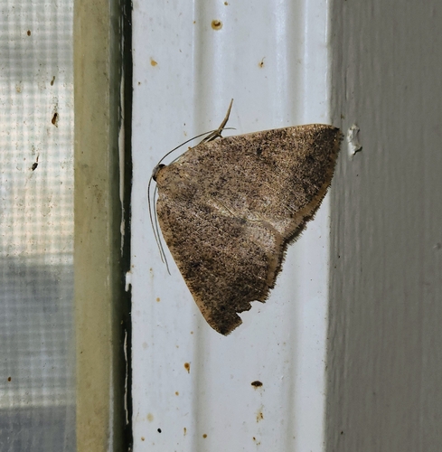 iNaturalist observation photo of Ennominae