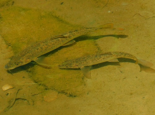 Carpathian barbel (Barbus carpathicus) — Cyprinidae — 2
