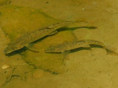 Carpathian Barbel photo 1