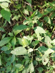 Tetramerium