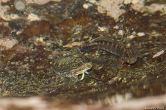 Istiblennius dussumieri