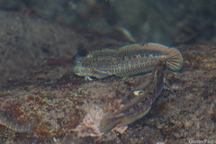Istiblennius dussumieri