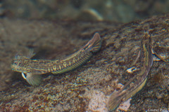 Istiblennius dussumieri