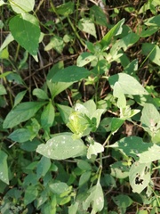 Tetramerium