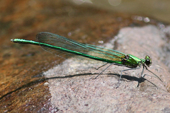 Calopteryx angustipennis