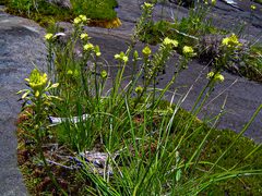 Image of Bulbine abyssinica