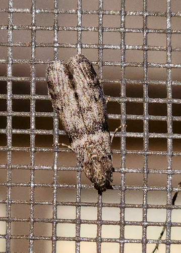 iNaturalist observation photo of Knot-horn Moths