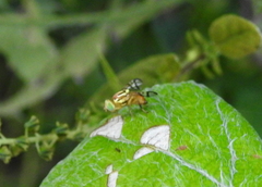 Zonosemata vittigera