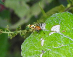 Zonosemata vittigera