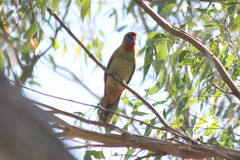 Platycercus elegans adelaidae