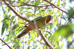 Platycercus elegans adelaidae