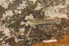 Istiblennius dussumieri