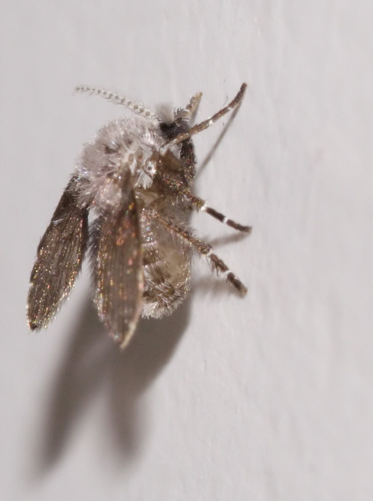 Sheep Bot Fly (NPS National Capital Region True Flies) · iNaturalist