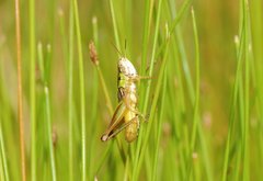 Praxibulus tectatus