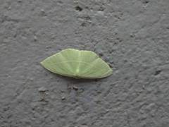 Tanaoctenia haliaria