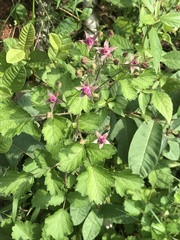 Rubus parvifolius