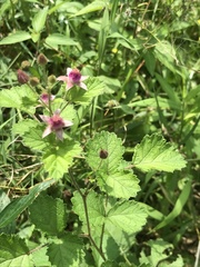 Rubus parvifolius