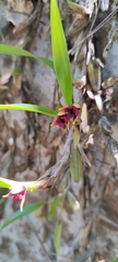 Maxillaria variabilis, photograph author not stated, no rights reserved