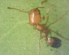 Trichomyrmex