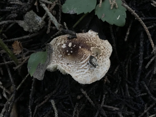 Lepiota phaeoderma image