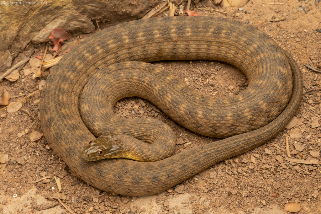 Concho Water Snake