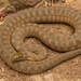 Concho Watersnake - Photo (c) Benjamin Genter, some rights reserved (CC BY-NC), uploaded by Benjamin Genter