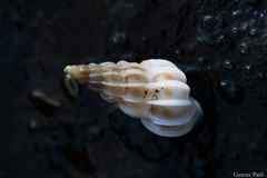 Epitoniidae
