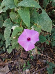 Ipomoea splendor-sylvae