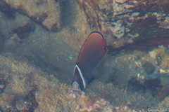 Chaetodon collare