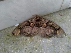 Brahmaea wallichii insulata