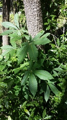 Aesculus indica