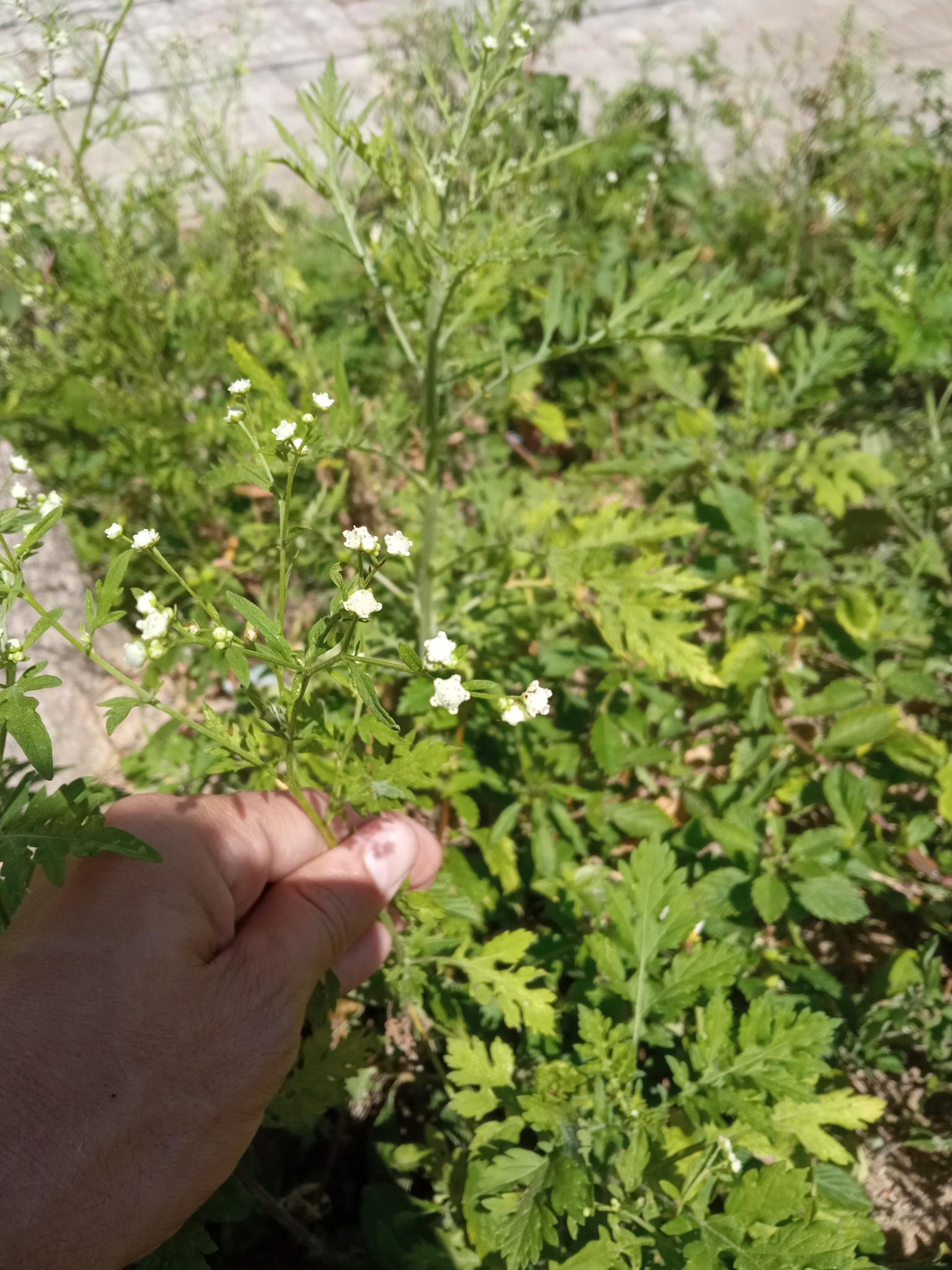 Parthenium hysterophorus