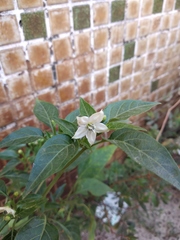 Capsicum frutescens