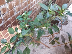 Capsicum frutescens