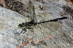 Stylogomphus albistylus
