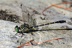 Stylogomphus albistylus