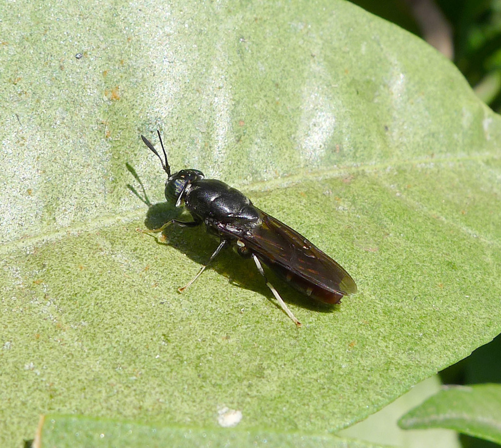 thumbnail image 2 of Whole Dried Black Soldier Fly Larvae - PBS Animal Health 2 of 13