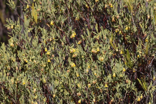 Image of Hermannia velutina by (c) Tony Rebelo, some rights reserved (CC BY-SA)