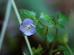 Veronica calycina