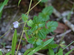 Veronica calycina