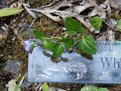 Veronica calycina