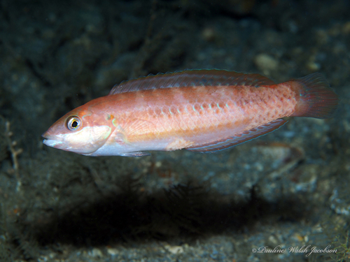 Slippery Dick