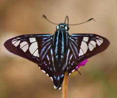 Phocides belus