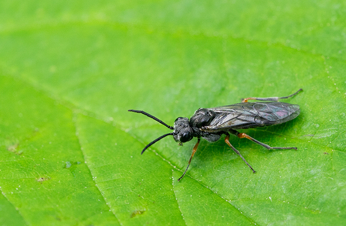 Vestigial Weeper, Nationaal Park De Loonse En Drunense Duinen, NL-NB-TI, NL-NB, NL, photo 7 of 10