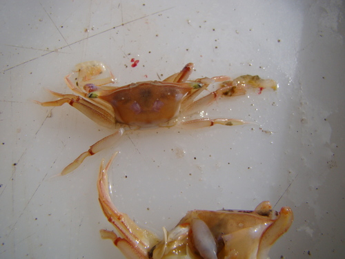 Neommatocarcinus huttoni