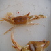 Policeman Crab - Photo (c) Lisa Bennett, some rights reserved (CC BY), uploaded by Lisa Bennett