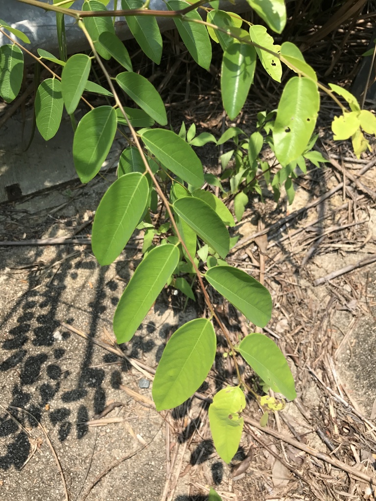 Securidaca inappendiculata (Securidaca inappendiculata)